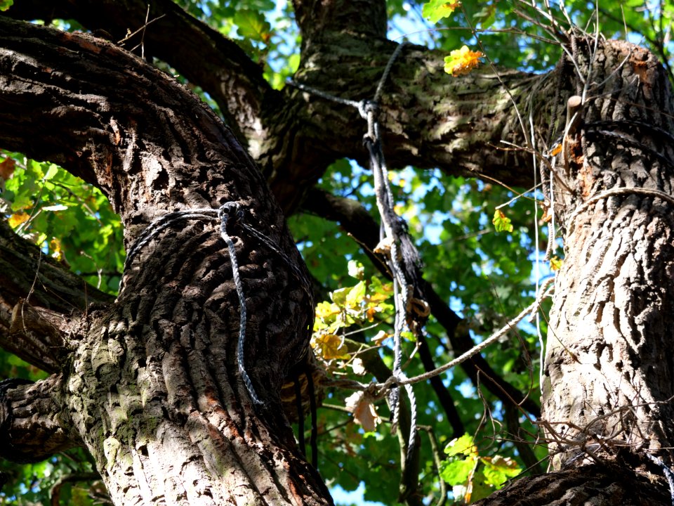 "Gallien"_treehouse_village_after_eviction_03