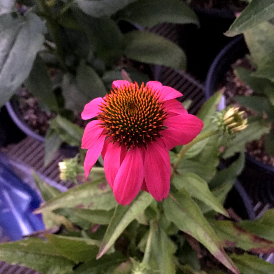'PowWow_Wild_Berry'_echinacea_IMG_7743_copy