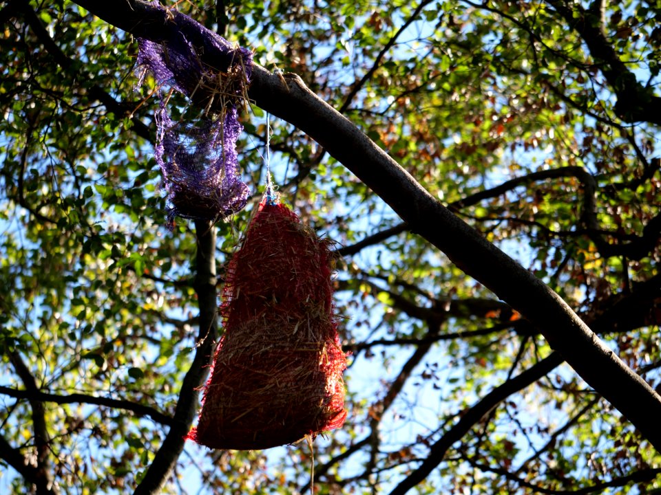 "Gallien"_treehouse_village_after_eviction_10