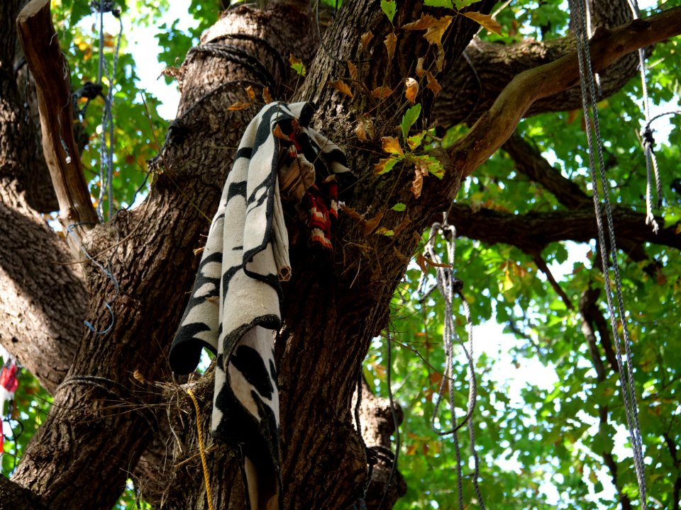 "Gallien"_treehouse_village_after_eviction_07