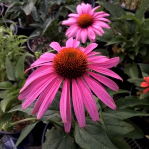 'Prairie_Splendor'_echinacea_IMG_7729 photo