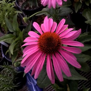 'Prairie_Splendor'_echinacea_IMG_7733 photo