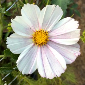 'Versailles_Flush'_Cosmos_bipinnatus_public_domain_IMG_4734