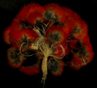 'Uo_'i'iwi,_'i'iwi_feather_bundle_from_Hawaii,_scarlet_honeycreeper_