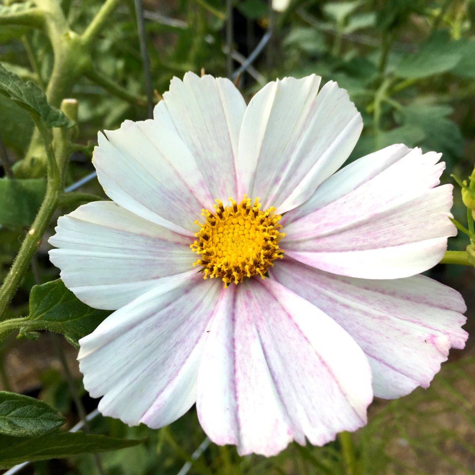 'Versailles_Flush'_Cosmos_bipinnatus_public_domain_IMG_4737