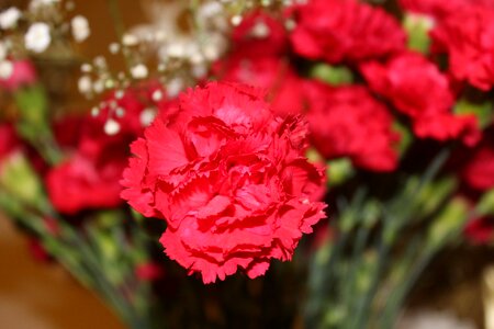 Carnations red flowers flowers