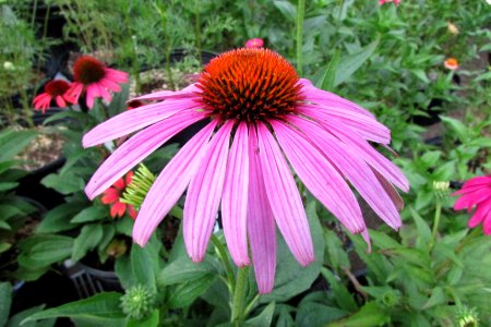 'Prairie_Splendor'_echinacea_IMG_7332 photo