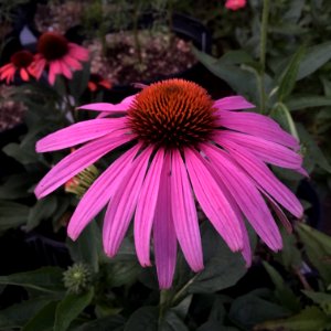 'Prairie_Splendor'_echinacea_IMG_7757 photo