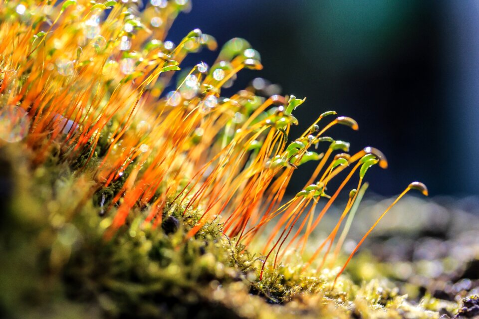 Colors nature plant
