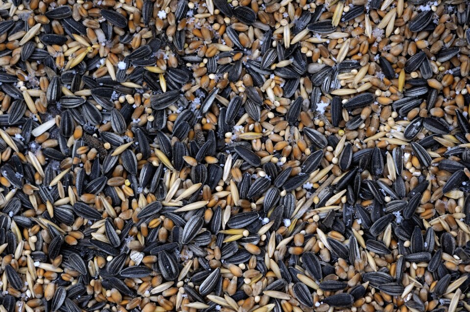 Cores food bird food