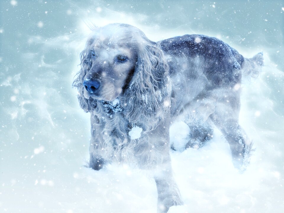 Snow fall cold mammal