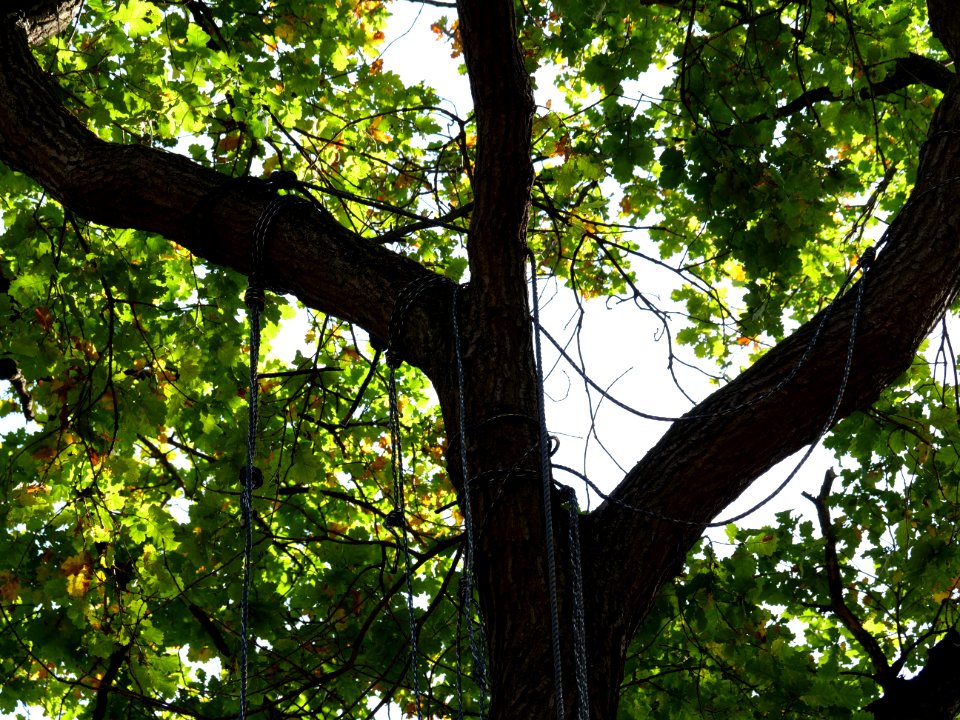 "Gallien"_treehouse_village_after_eviction_02