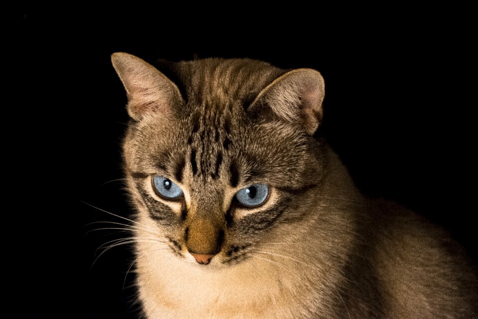 Animal feline animals
