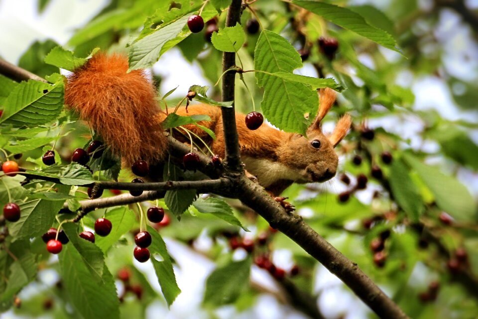 Sour cherry summer nature