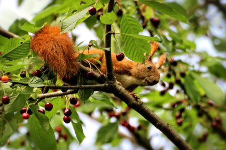 Sour cherry summer nature