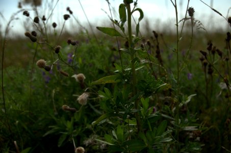 0142_August_2016_in_Tver_Oblast_Russia