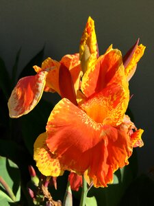 Petals flora iris photo