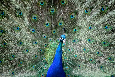 Bird plumage peacock wheel photo