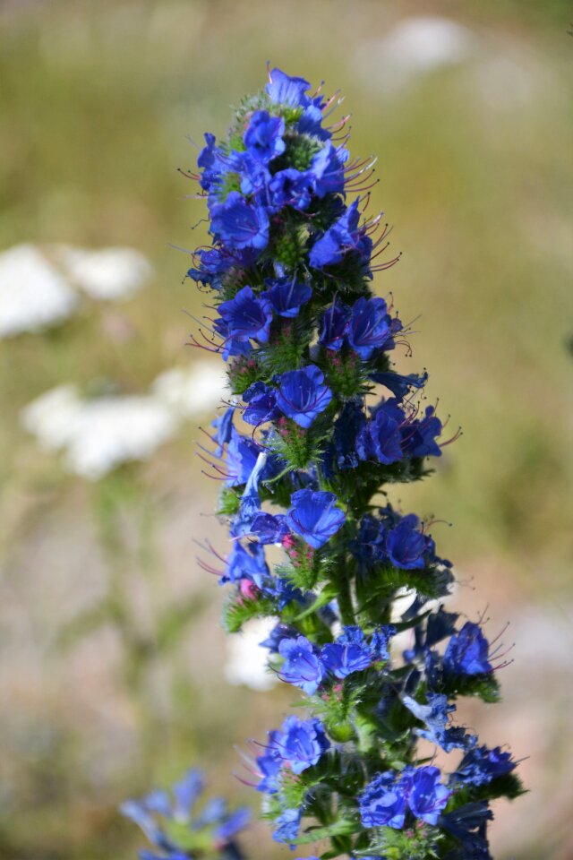 Flowers spring spring flowers