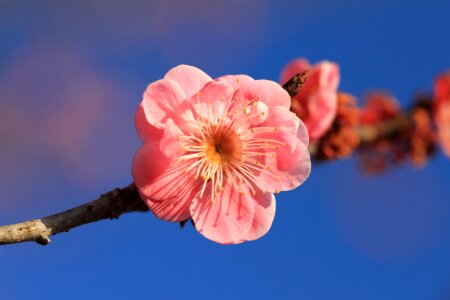 Flowers pink red plum