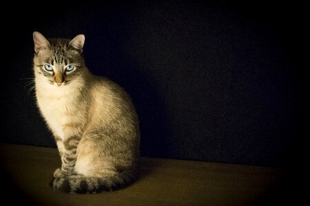 Feline animal blue eyes photo