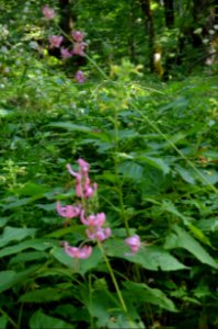 0167_July_2017_in_Montenegro