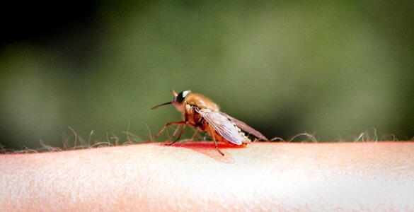 Arm insect nature