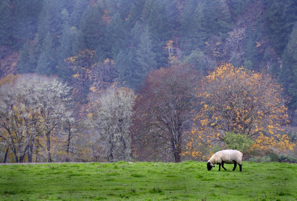 Animal wool pasture