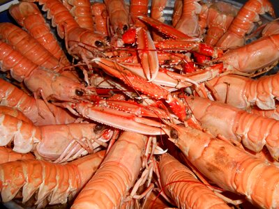 Sea crayfish seafood