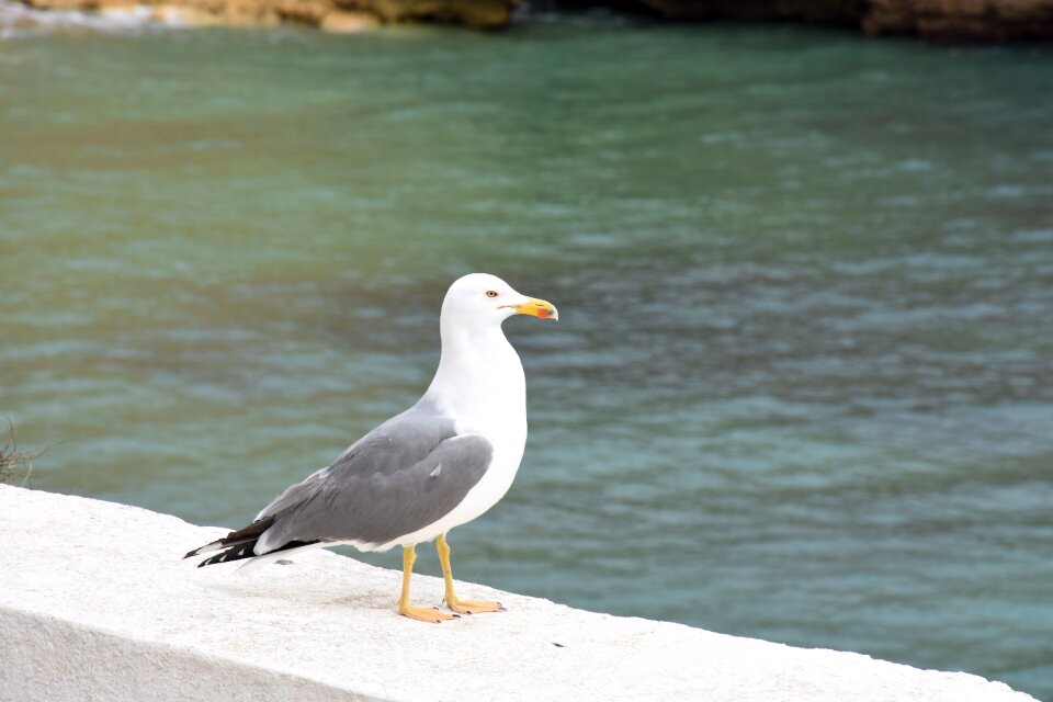Seagull bird havfugl