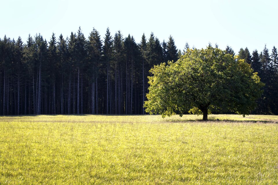 Green summer landscape