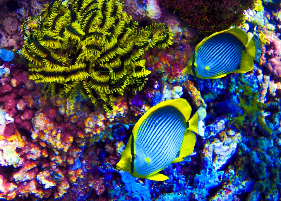 Neon underwater sea