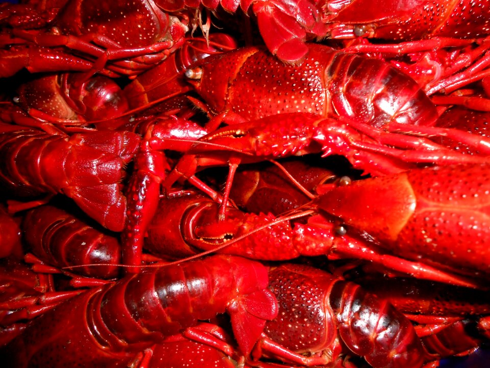 Sea crayfish seafood