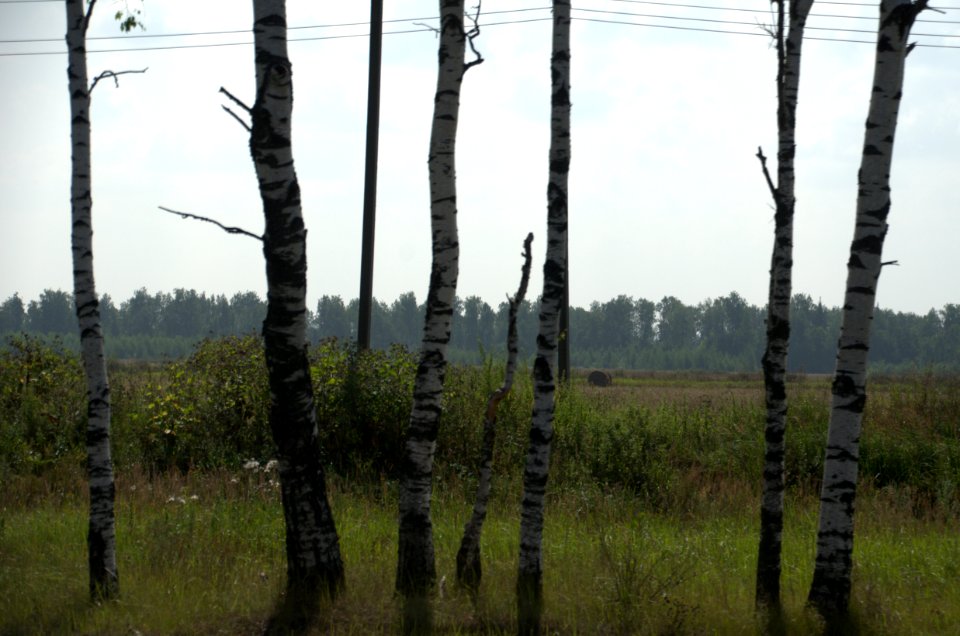0092_29th_of_July_2016_in_Vladimir_Oblast,_Russia