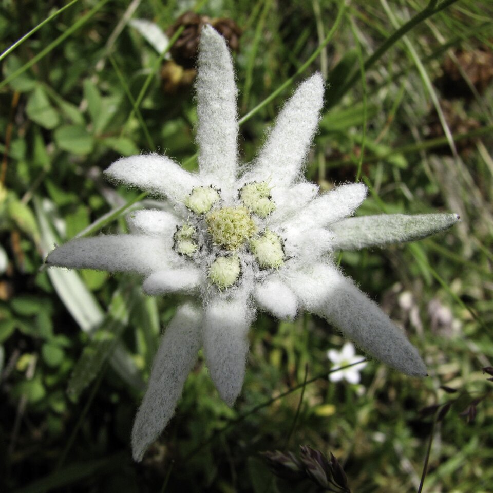 Edelweiss mountain flower alpine