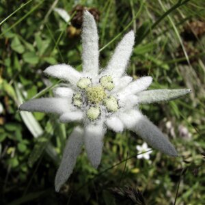 Edelweiss mountain flower alpine