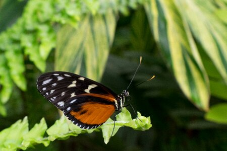 Nature silk butterfly wings photo