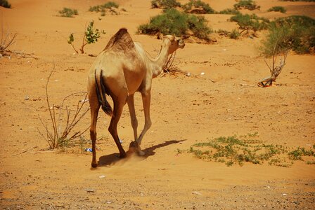 Ras al khaimah vacations desert
