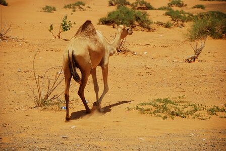 Ras al khaimah vacations desert photo