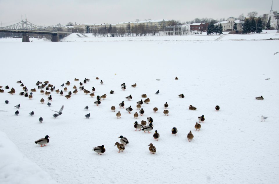 0246_18th_of_December_2015_in_Tver