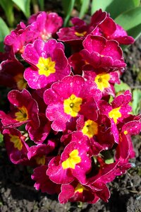 Pink plant flower