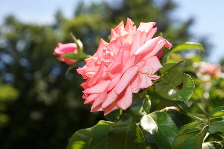 Close up ramira climbing rose