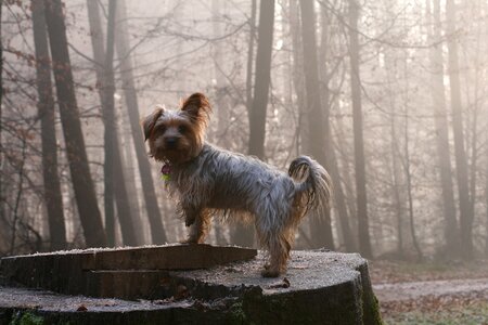 Yorkshire terrier small dog forest photo