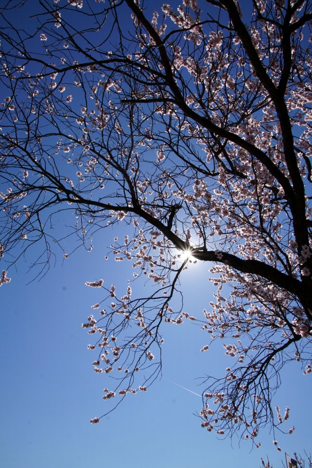 Gimmeldingen spring blossom