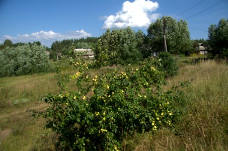0243_Maksatikhinsky_District,_Tver_Oblast_2016