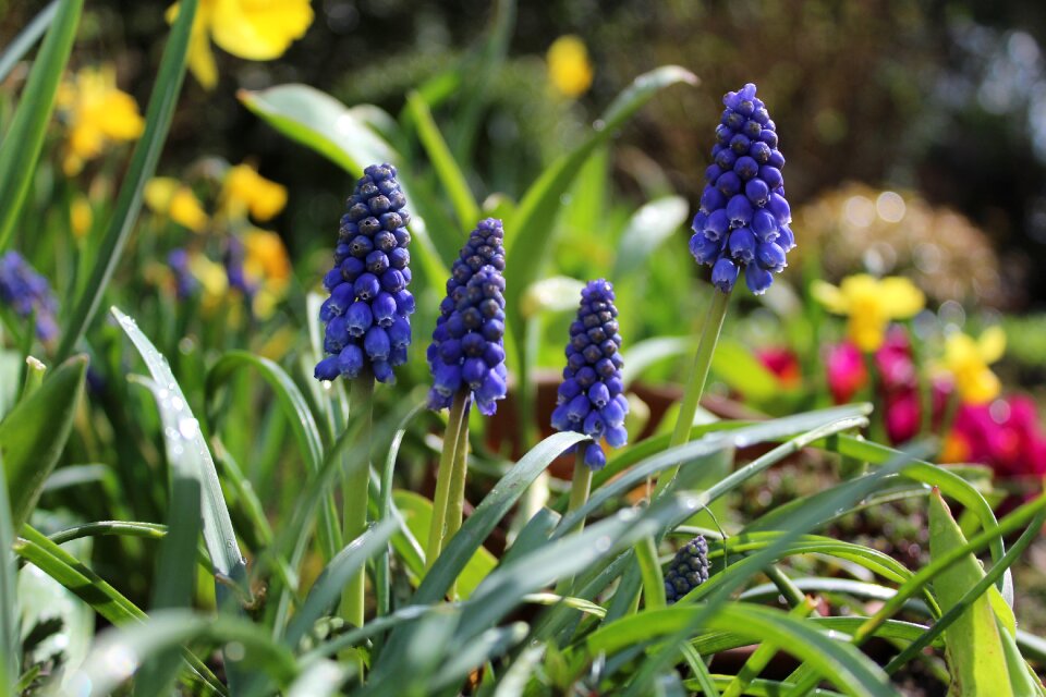 Spring garden hyacinth blossom photo