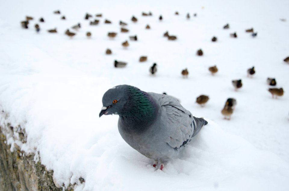 0247_18th_of_December_2015_in_Tver