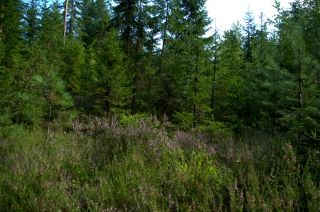0236_Maksatikhinsky_District,_Tver_Oblast