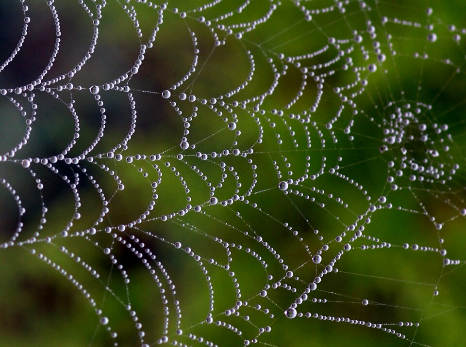 Dew place nature