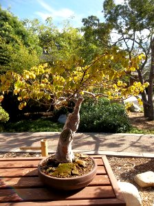 029_Balboa_Park_Japanese_Garden